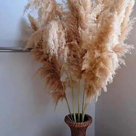 Stiz By The Sea With An Organized