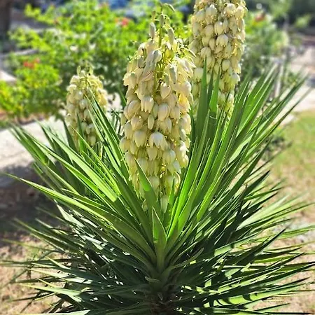 Stiz By The Sea With An Organized ベティナ