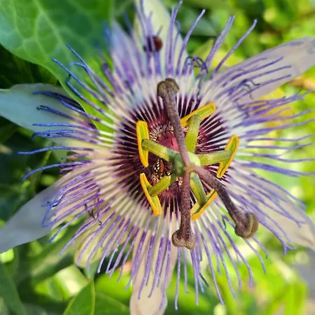 Apartman Stiz By The Sea With An Organized