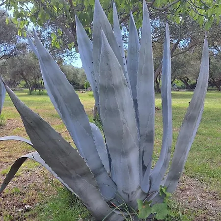 Stiz By The Sea With An Organized Betina