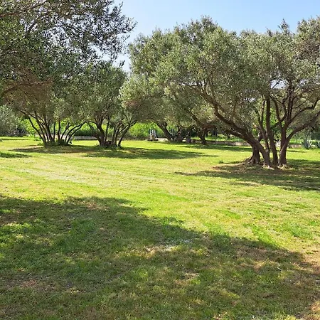 Stiz By The Sea With An Organized