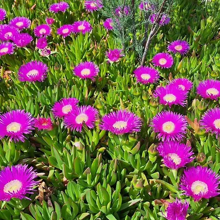 アパート Stiz By The Sea With An Organized