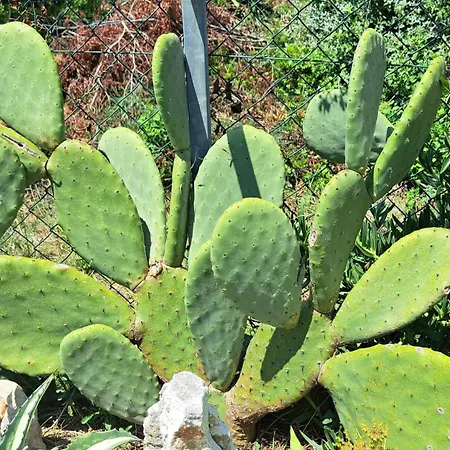 Stiz By The Sea With An Organized *