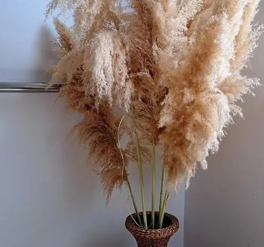 Stiz By The Sea With An Organized