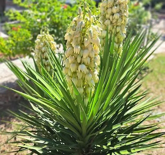 Stiz By The Sea With An Organized Бетина