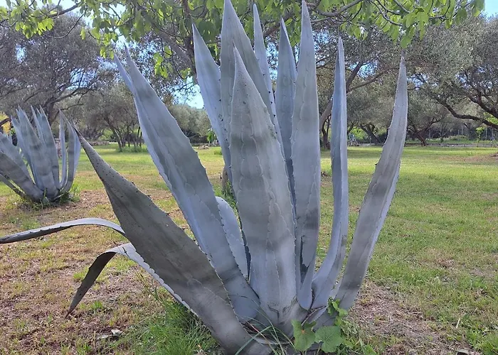 Stiz By The Sea With An Organized Бетина