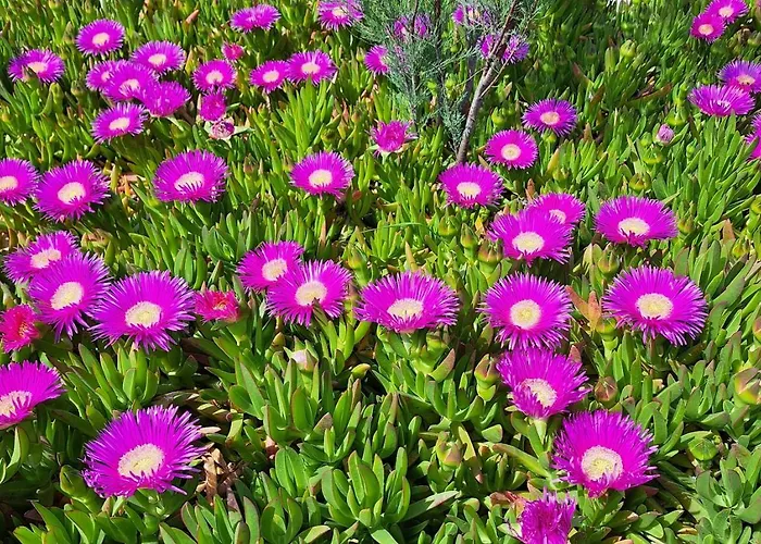 Апартаменты Stiz By The Sea With An Organized