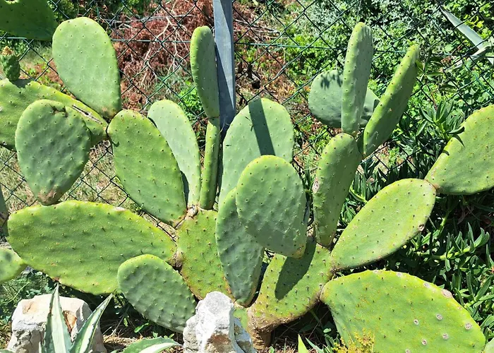 Stiz By The Sea With An Organized *